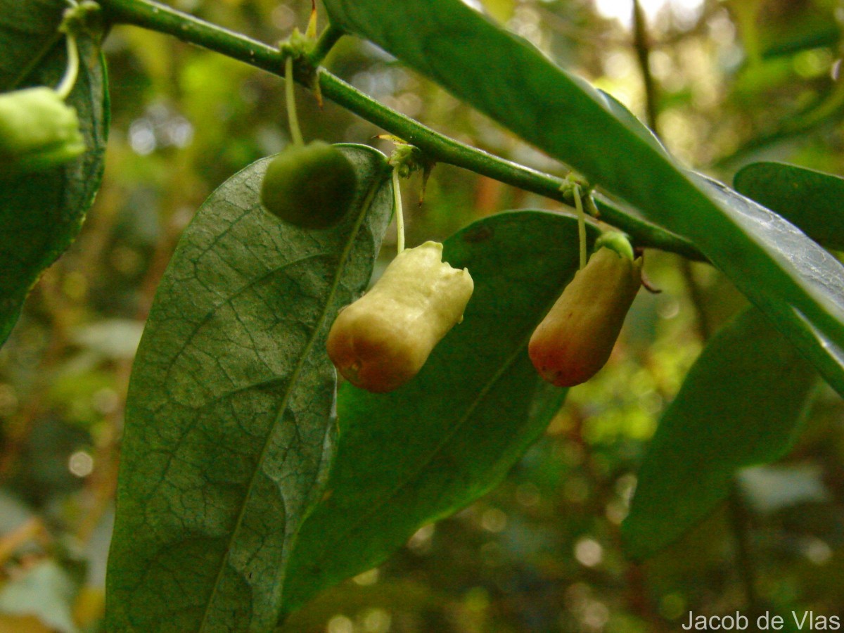 Phyllanthus retroversus (Wight) Chakrab. & N.P.Balakr.
